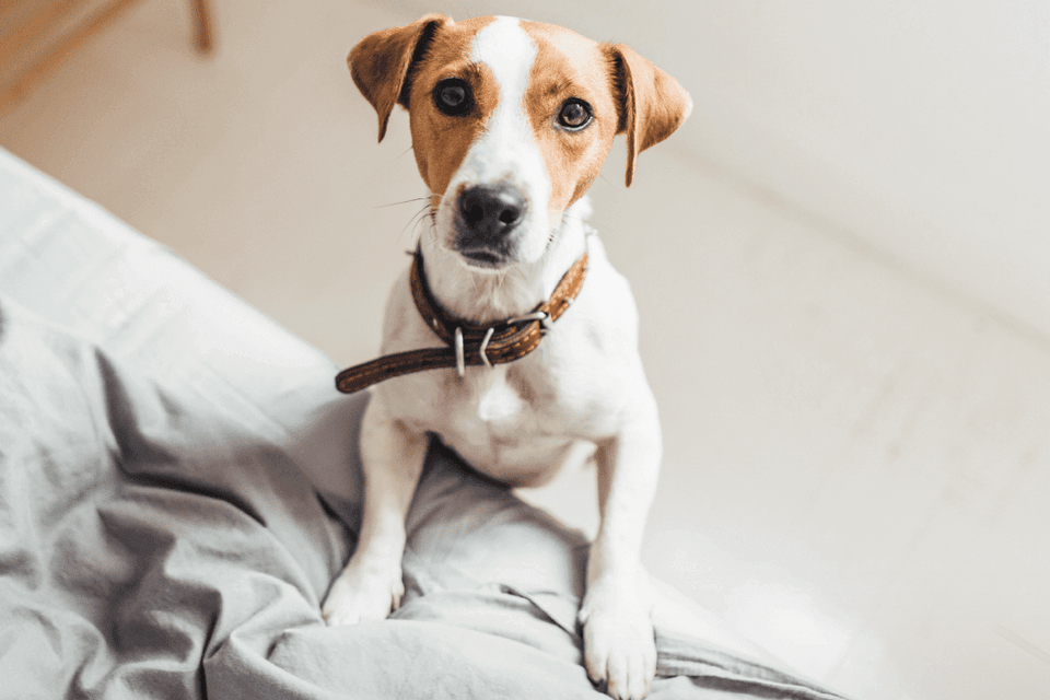 Why Does Every Dog Seem Allergic These Days?