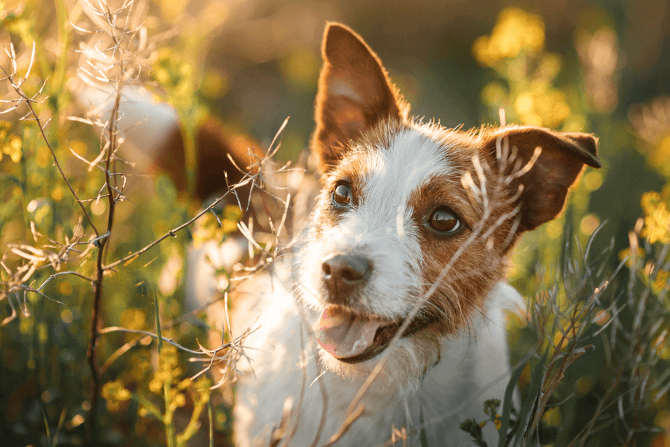 Food Intolerance in Dogs – Understanding Causes & Finding the Right Diet